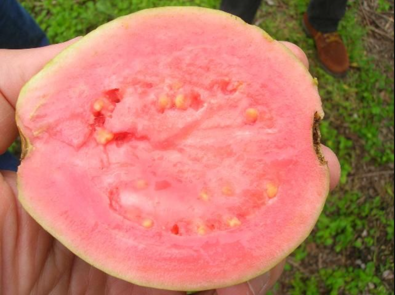 Comprehensive Guide to Growing Guava Trees