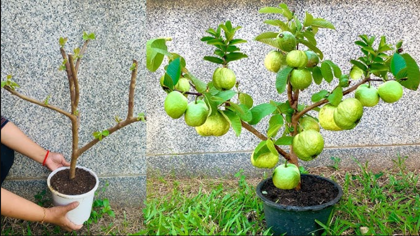 Permaculture: A Holistic Approach to Sustainability